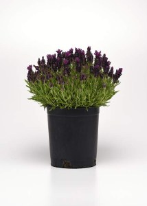 lavandula bandera deep purple 2